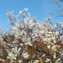 spring sun flower blossom Holland white photo naturephotography nature