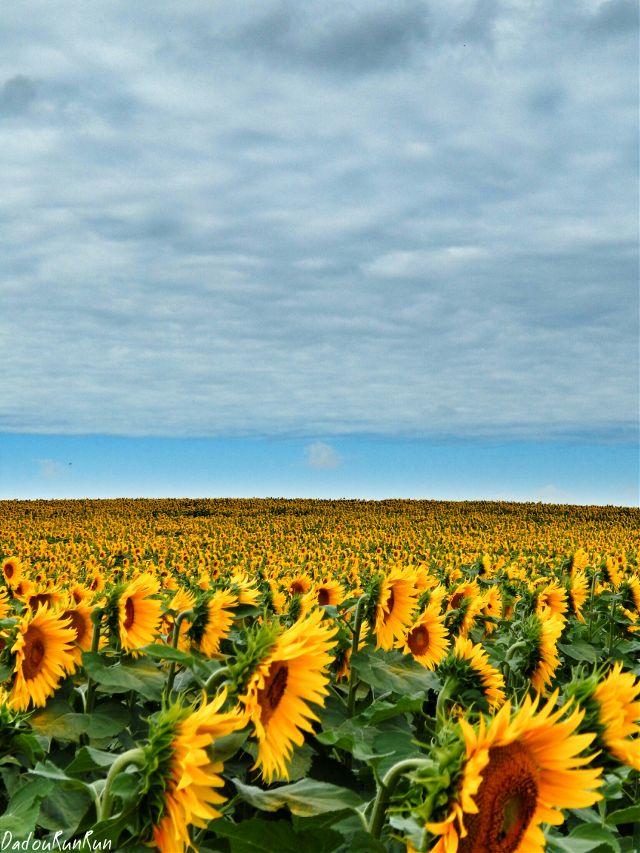 sunflowers field photo