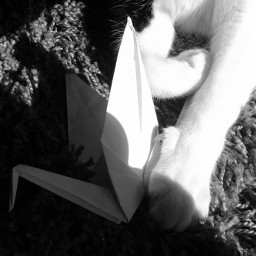 blackandwhite cat origami paper crane