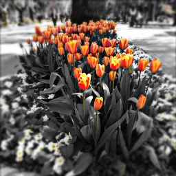 gdaddcolor color orange tulips flower